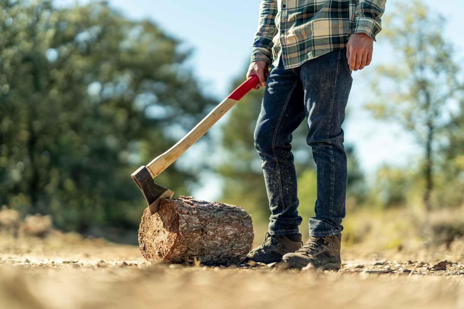 Trusted Bradley Beach, NJ Tree Service Experts